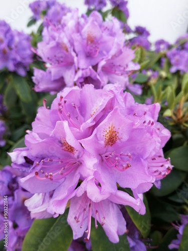 rhododendron