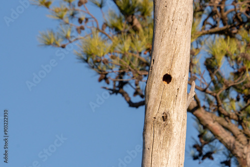 nesting cavity excavated by a common woodpecker species in a sea standing pine tree near the edge of a forest ecosystem