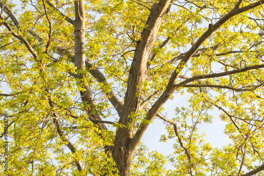 looking upward towards the underside of a deciduous tree canopy with large branches and green leaves backlit by the setting golden sunlight looking upward towards the underside of a deciduous tree canopy with large branches and green leaves backlit by the setting golden sunlight