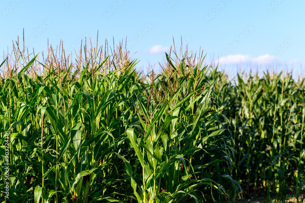 Close-up photo of a field growing organic corn, green leaves and ears Close-up photo of a field growing organic corn, green leaves and ears