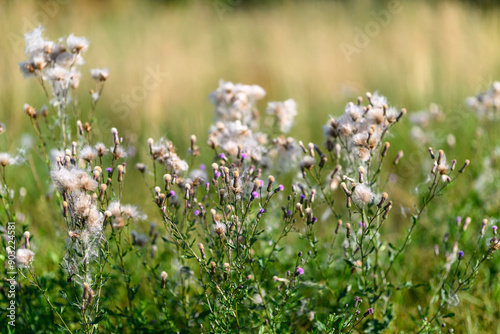 Slika na platnu Dry thistle flowers on a summer meadow close-up