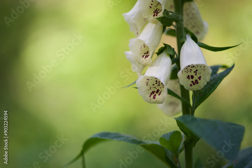 Foxglove blossoms in dim forest  photo