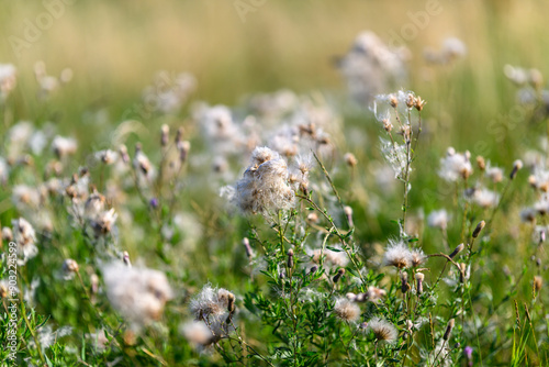 Slika na platnu Dry thistle flowers on a summer meadow close-up