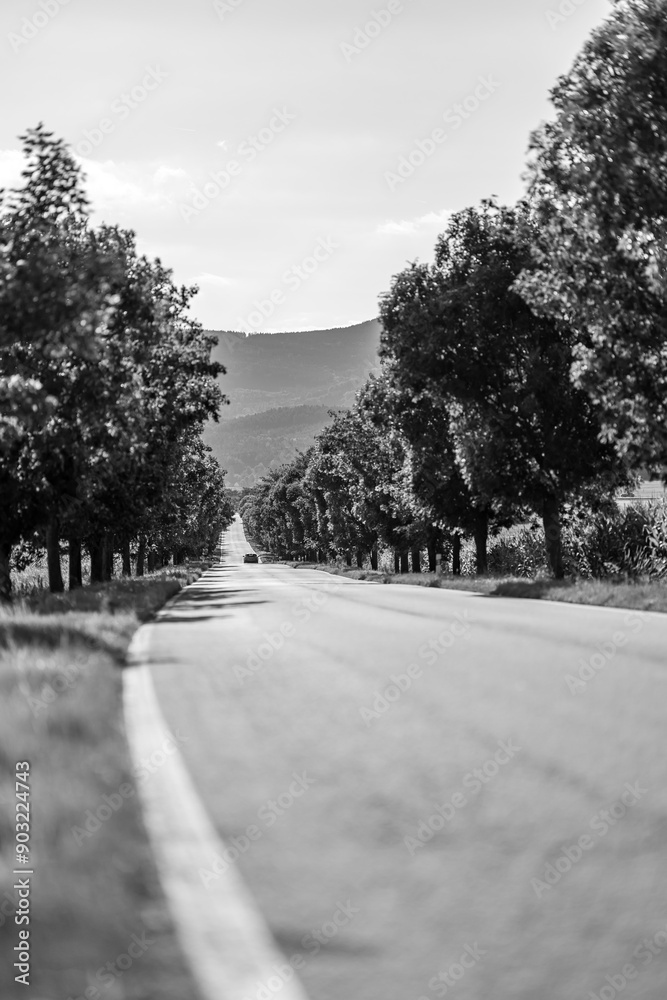 A country road between avenues of green trees invites you to a romantic drive