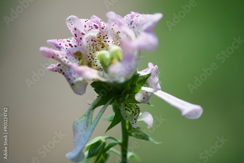 Giant Foxglove blossom crowning the plant photo