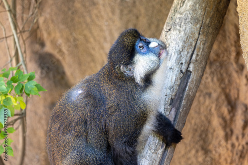 Schmidt's red-tailed monkey on a branch photo