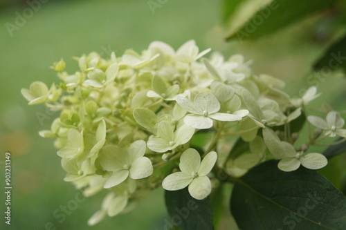 Hortensienblüten photo