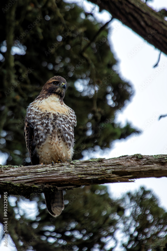 Red-Tailed Hawk (Buteo jamaicensis) in Golden Gate Park, San Francisco, commonly found across North America.