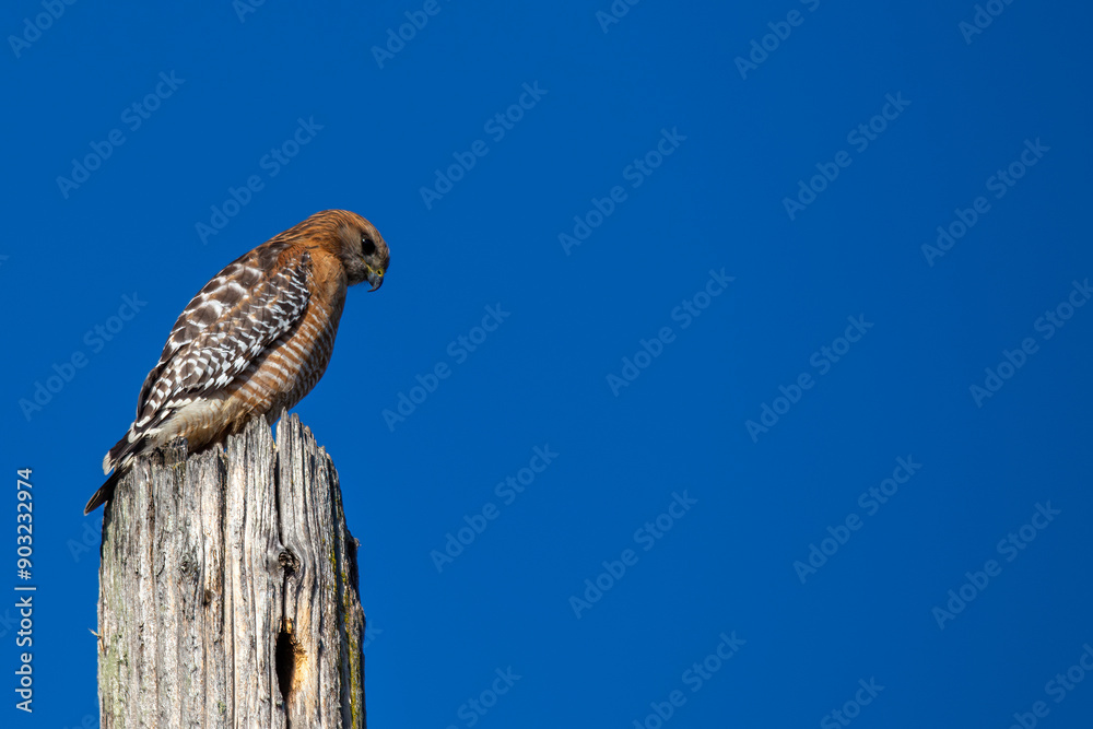 Red-Tailed Hawk (Buteo jamaicensis) in Golden Gate Park, San Francisco, commonly found across North America. Red-Tailed Hawk (Buteo jamaicensis) in Golden Gate Park, San Francisco, commonly found across North America.