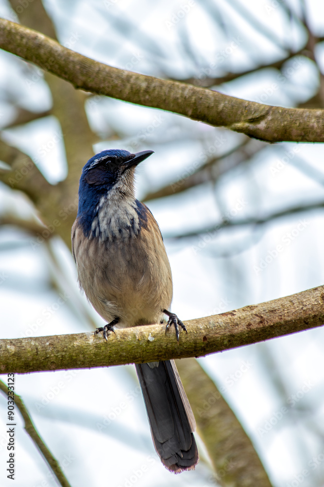 Naklejka premium Western Scrub-Jay (Aphelocoma californica) in Golden Gate Park, San Francisco, commonly found in western North America.