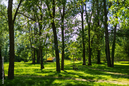 A tranquil sunlit forest clearing with a rustic bench, offering a peaceful escape into nature’s serene beauty