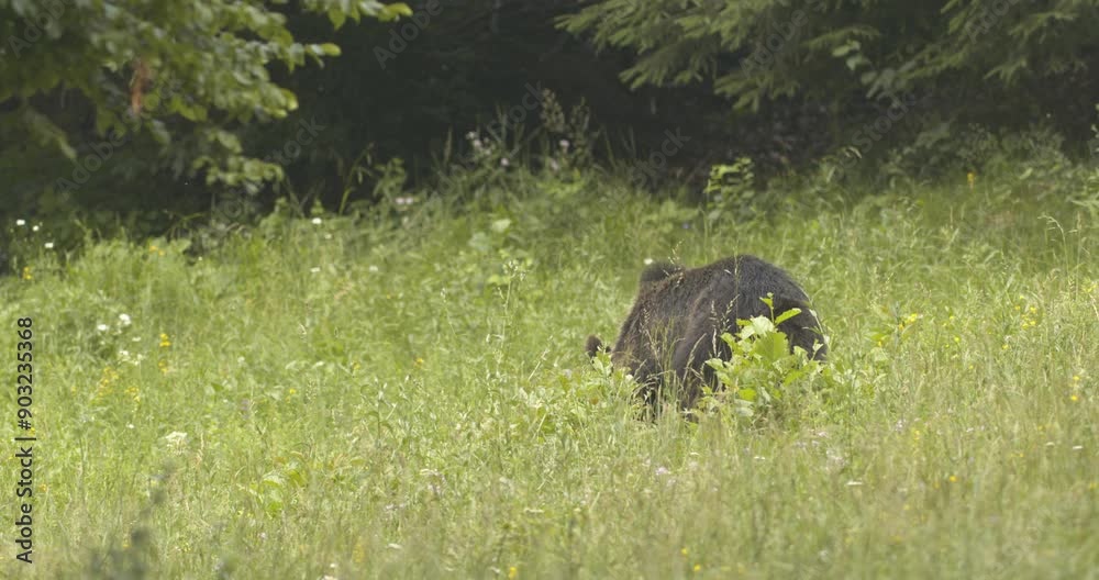 A European brown bear foraging in a forest clearing. Slow Motion Image. A European brown bear foraging in a forest clearing. Slow Motion Image.