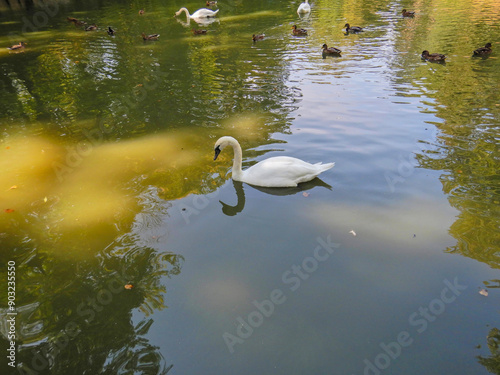 Swans and ducks swim in the water photo