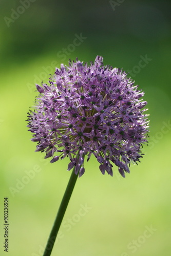 Zierlauch in voller Blüte