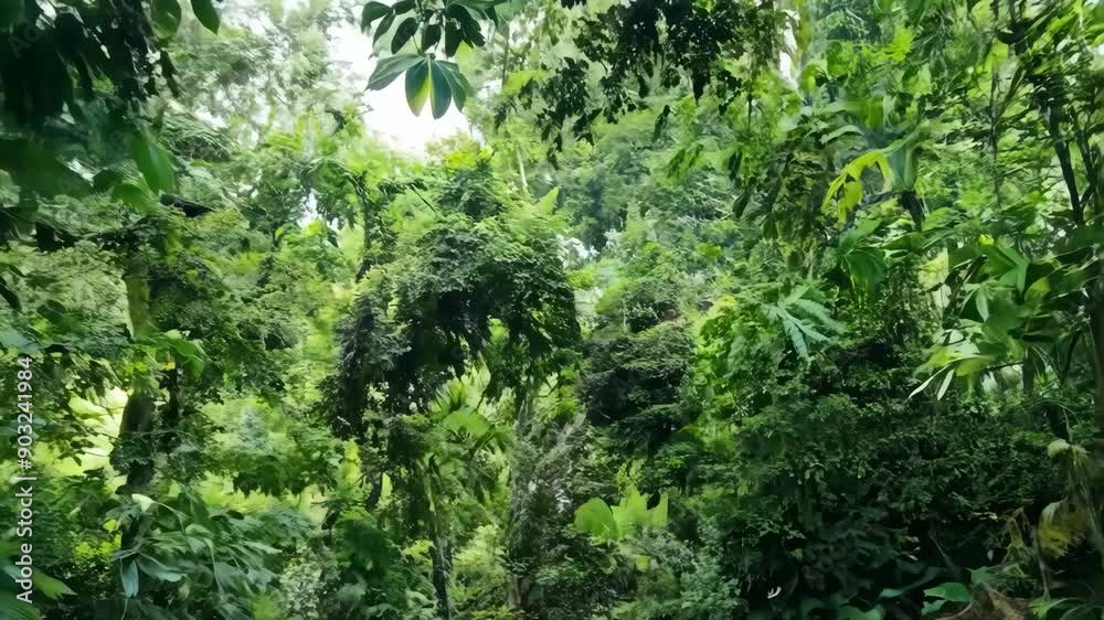 Lush Tropical Rainforest with Dense Green Foliage and Tall Trees. Lush Tropical Rainforest with Dense Green Foliage and Tall Trees.