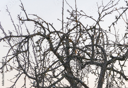 Close up of an apple tree in winter, branches with no leaves against a sky background photo