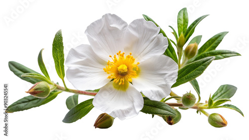 Cistus ladanifer flower plant isolated on on white transparent background, cut out png element. Cistus ladaniferus white flower