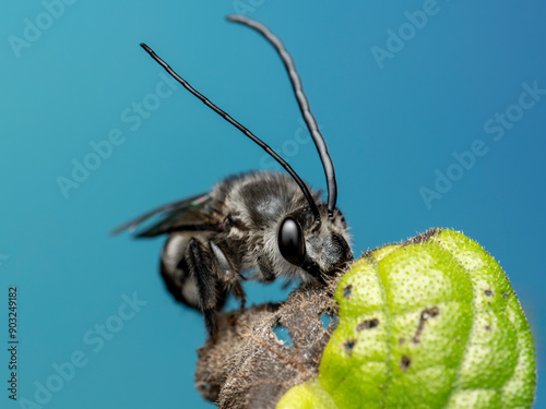 (Thygater aethiops) bee on a leaf photo