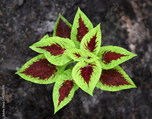 Coleus atropurpureus or Miana, Iler. Leaves are use as a home remedy for fever, ear inflammation, irregular menstruation and haemorrhoids