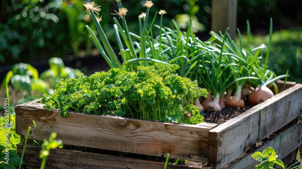 Country garden with parsley and onions in a raised wooden herb bed focused image Country garden with parsley and onions in a raised wooden herb bed focused image