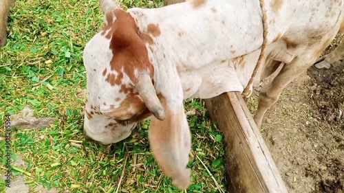A beautiful cow eat grass in village.