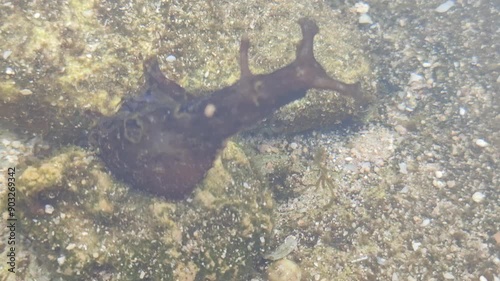 sea ​​leeches in the sea water photo