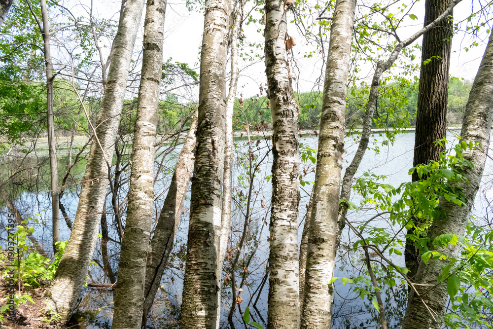 Fototapeta premium A gorgeous view of water near trees and plants at a local park in Minnesota.