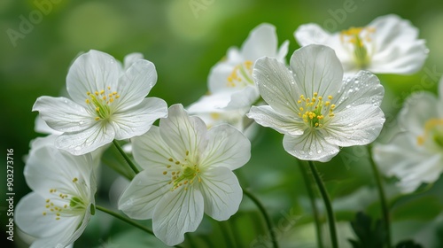 Pure Beauty: White Blossoms in Full Bloom