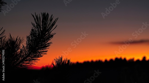 Gradient of Dark Sky to Orange Sunset with pine leaves in foreground photo