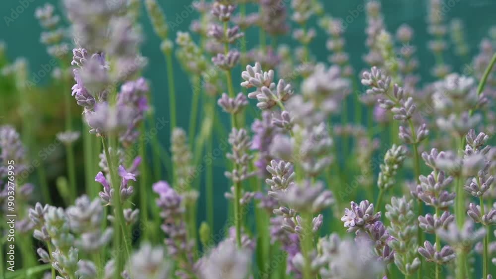 A field of purple lavender flowers with a clear blue sky in the background. A field of purple lavender flowers with a clear blue sky in the background.