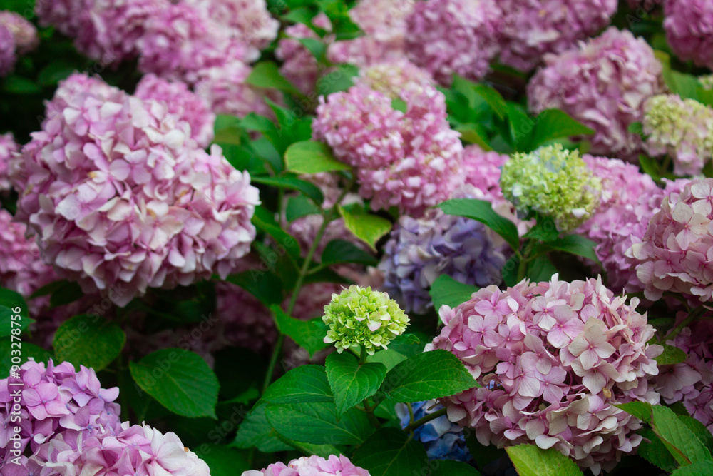 Blue and pink hydrangea blooming in the summer in the park on a bush among the leaves. Flower composition romantic background. Blue and pink hydrangea blooming in the summer in the park on a bush among the leaves. Flower composition romantic background.