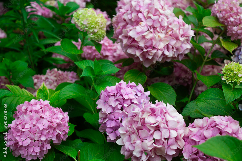 Pink hydrangea blooming in the summer in the park on a bush among the leaves. Flower composition romantic background. Pink hydrangea blooming in the summer in the park on a bush among the leaves. Flower composition romantic background.