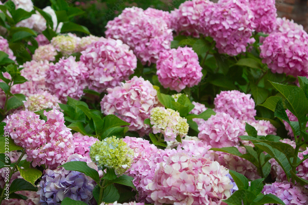 Pink and lilac hydrangea blooming in the summer in the park on a bush among the leaves. Flower composition romantic background. Pink and lilac hydrangea blooming in the summer in the park on a bush among the leaves. Flower composition romantic background.