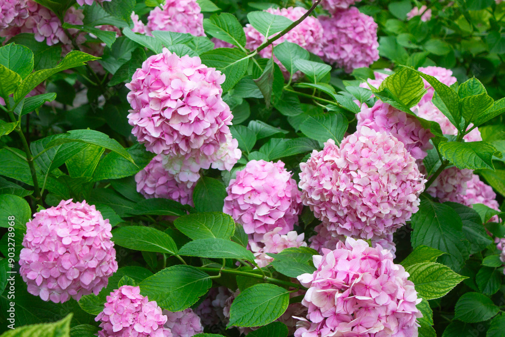 Pink hydrangea blooming in the summer in the park on a bush among the leaves. Flower composition romantic background. Pink hydrangea blooming in the summer in the park on a bush among the leaves. Flower composition romantic background.