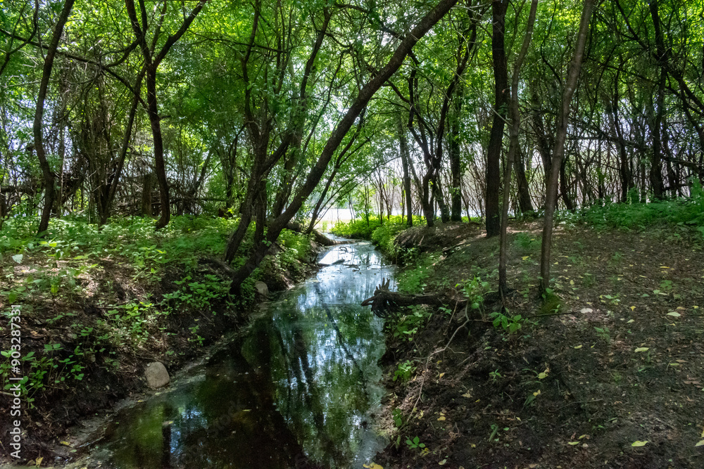 A gorgeous view of water near trees and plants at a local park in Minnesota. A gorgeous view of water near trees and plants at a local park in Minnesota.