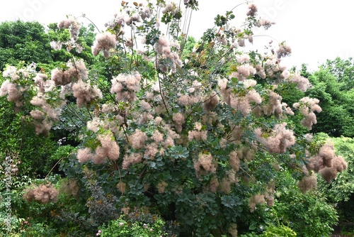 Smoke tree (Cotinus coggygria). Anacardiaceae decisuous tree. An ornamental plant with beautiful purple foliage. photo