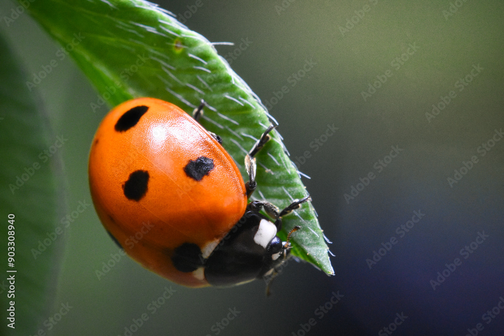 Obraz premium Ladybug