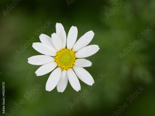 Shasta Daisy with Imperfect Petals Photographed From Above