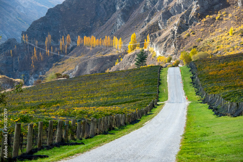 Pinot Noir Vineyard - New Zealand photo