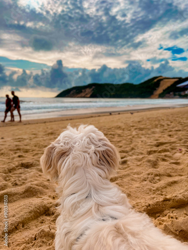 dog on the beach
