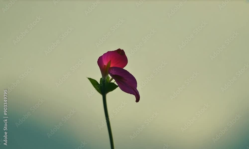 Single Pink Flower in Soft Light Single Pink Flower in Soft Light