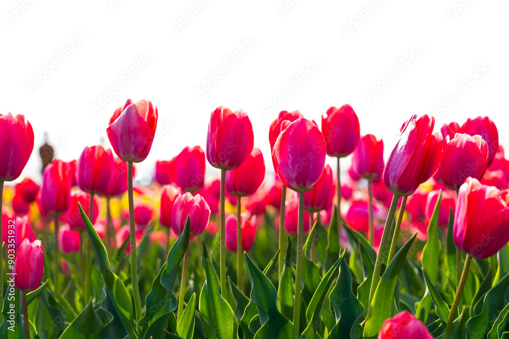 Beautiful tulips are in full bloom Beautiful tulips are in full bloom
