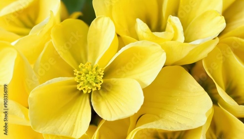  Bright and cheerful yellow flowers in bloom