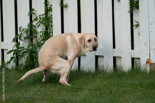 Labrador dog pooping while looking at the camera
