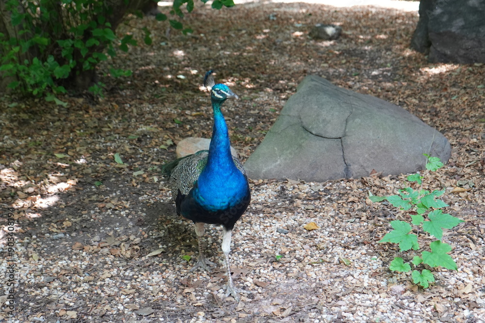 Obraz premium Peacock