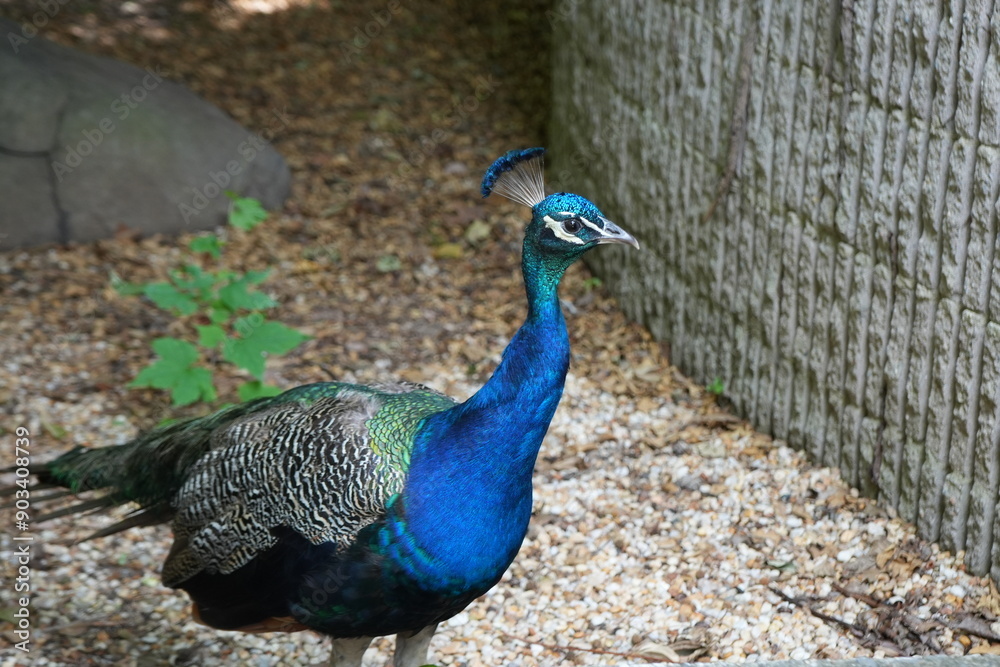 Fototapeta premium Peacock 