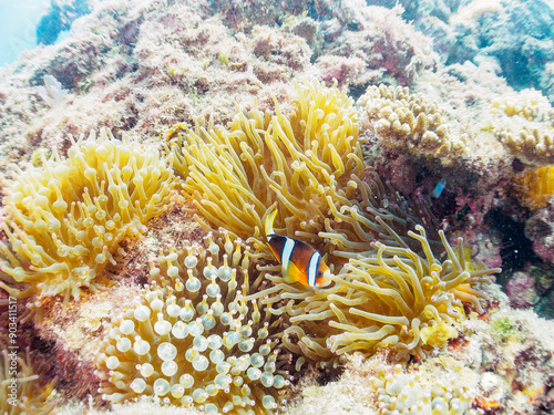 美しいイソギンチャク畑の可愛いクマノミ（クマノミ亜科）の幼魚。

日本国静岡県伊豆半島賀茂郡南伊豆町中木から渡し船で渡るヒリゾ浜-2024年7月

The Lovely juvenile Yellowtail clownfish (Amphiprion clarkii) in Beautiful Sea Anemones,
 photo