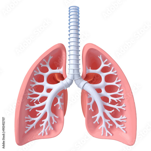 3D Medical Anatomy: Pink and White Lung with Clear Airways and Blood Vessels