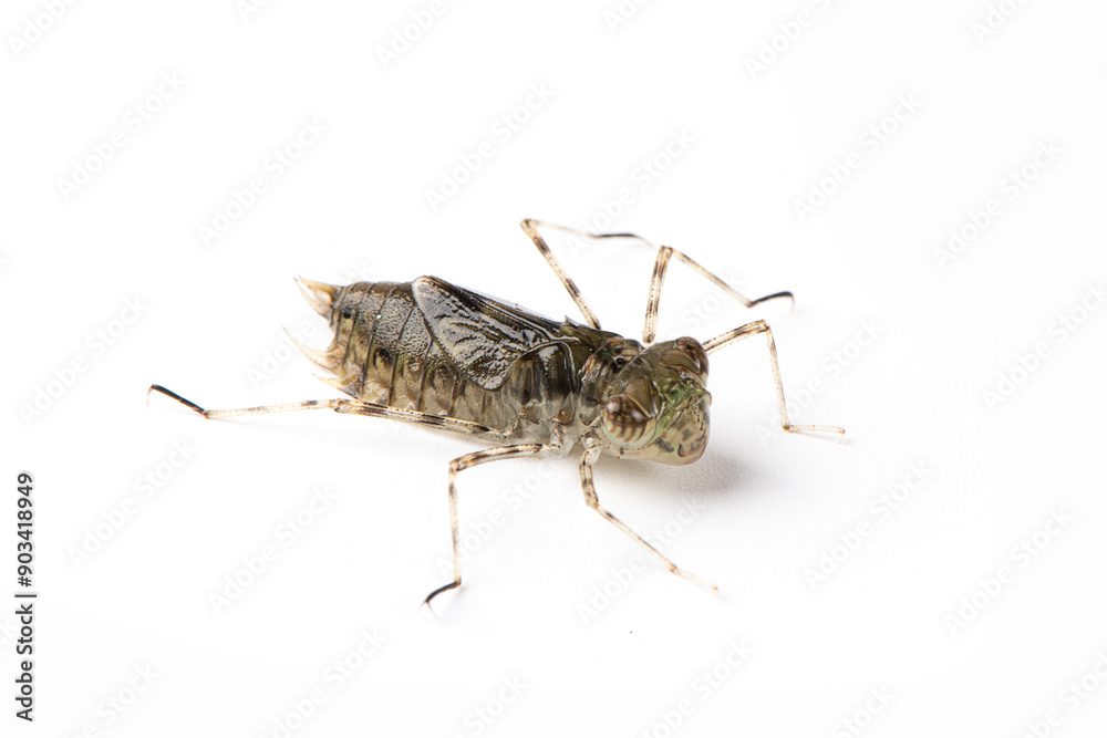 Dragonfly larvae isolated on white background. Dragonfly larvae isolated on white background.