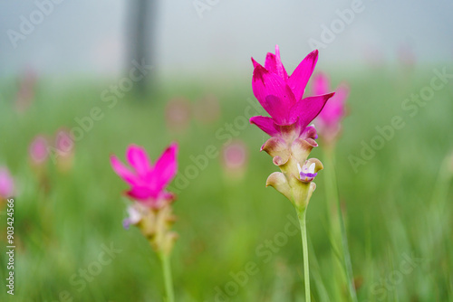 Curcuma alismatifolia flower in Siamese Tulip field at Sai Thong National Park, Chaiyaphum, Thailand.